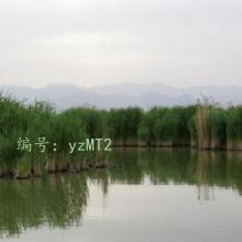 ɱ